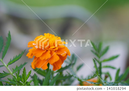 marigolds on the bench marigolds on the bench 141018294