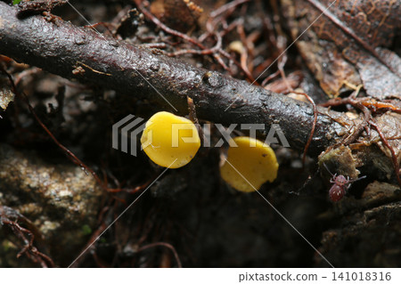 Yellow *Hygrophorus luteus* on damp branches during the rainy season (Japanese natural fungi, mushroom ecology macro photography) Yellow *Hygrophorus luteus* on damp branches during the rainy season (Japanese natural fungi, mushroom ecology macro photography) 141018316