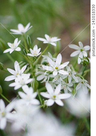 White flower White flower 141018330