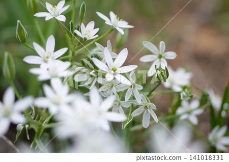  White flower 141018331