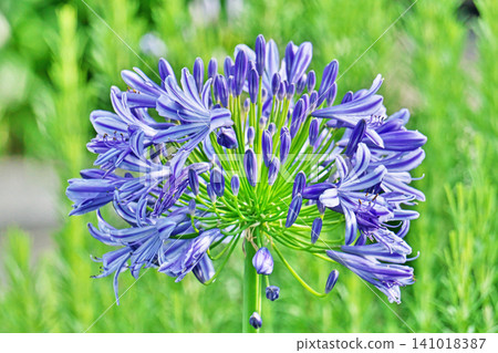 Blue agapanthus flowers (summer, June) Blue agapanthus flowers (summer, June) 141018387