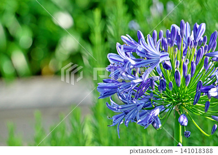 Blue agapanthus flowers (summer, June) Blue agapanthus flowers (summer, June) 141018388