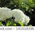 White hydrangeas shining in the setting sun 141018396