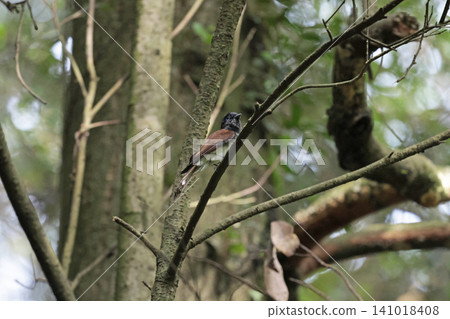 Parakeet Parakeet 141018408