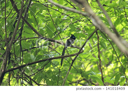 Parakeet Parakeet 141018409