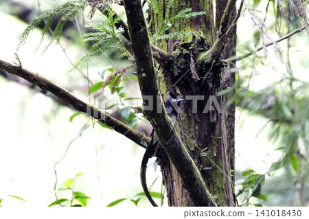 Parakeet Parakeet 141018430