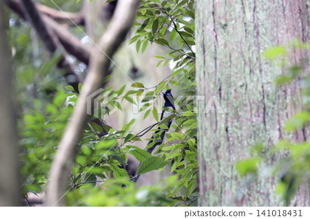 Parakeet Parakeet 141018431