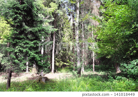 Picturesque landscape - forest in sunny day. Beautiful scene with rays of sunlight in summer forest, Belovezhskaya Pushcha Nature Reserve. Woodland in national park Bialowieza Forest, Europe Picturesque landscape - forest in sunny day. Beautiful scene with rays of sunlight in summer forest, Belovezhskaya Pushcha Nature Reserve. Woodland in national park Bialowieza Forest, Europe 141018449