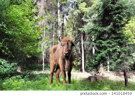 Picturesque landscape - european bison in forest. A young male zubr with rays of sunlight, Belovezhskaya Pushcha Nature Reserve. Wild auroch in woodland in national park Bialowieza Forest, Europe Picturesque landscape - european bison in forest. A young male zubr with rays of sunlight, Belovezhskaya Pushcha Nature Reserve. Wild auroch in woodland in national park Bialowieza Forest, Europe 141018450