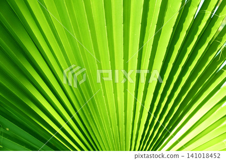 Horizontal background with lush green leaves. Sunny summer backdrop with a tropical scene with leaf. Green tropical plant leaf on sunny background. Nature banner with a verdant leaves Horizontal background with lush green leaves. Sunny summer backdrop with a tropical scene with leaf. Green tropical plant leaf on sunny background. Nature banner with a verdant leaves 141018452