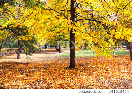 Calm fall season. Beautiful landscape with linden alley in autumn park. Lindens trees with green, yellow and orange leaves and footpath in the town park in sunny day. Lime trees form a beautiful alley Calm fall season. Beautiful landscape with linden alley in autumn park. Lindens trees with green, yellow and orange leaves and footpath in the town park in sunny day. Lime trees form a beautiful alley 141018464