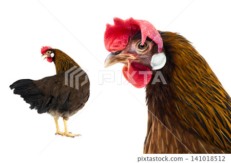 chicken isolated on white background 141018512