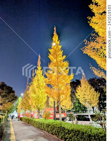 Urban scenery of Shibuya, Tokyo: Autumn foliage light-up in Sendagaya [November] 141018585