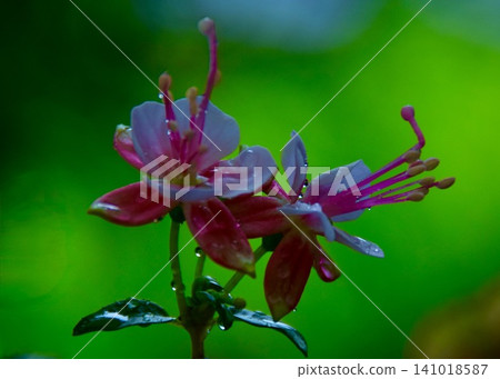 Fuchsias are easy to overlook. Fuchsias are easy to overlook. 141018587