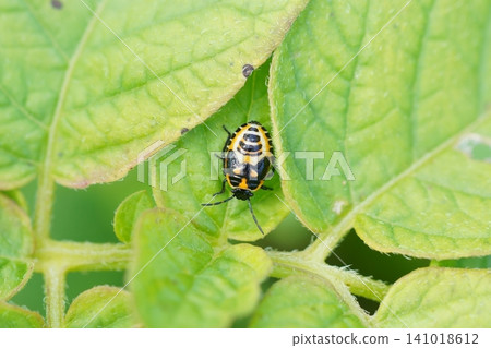 Larva of the sea turtle Larva of the sea turtle 141018612