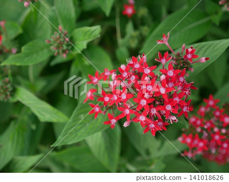 Star flower Star flower 141018626