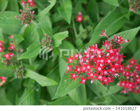 Star flower Star flower 141018627