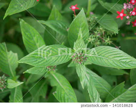 Star flower Star flower 141018628