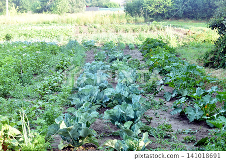 A well-kept garden plot with growing vegetables. A well-kept garden plot with growing vegetables. 141018691