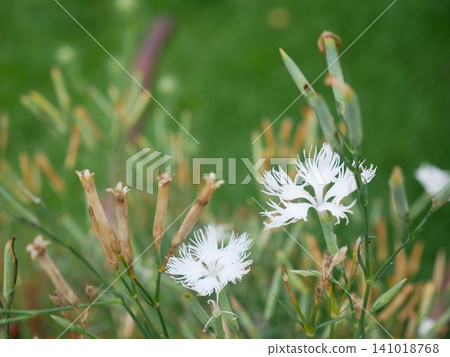 White Dianthus superbus White Dianthus superbus 141018768