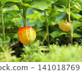 Ground cherries beginning to change color 141018769