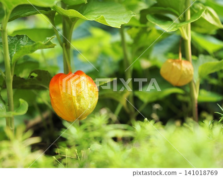 Ground cherries beginning to change color Ground cherries beginning to change color 141018769