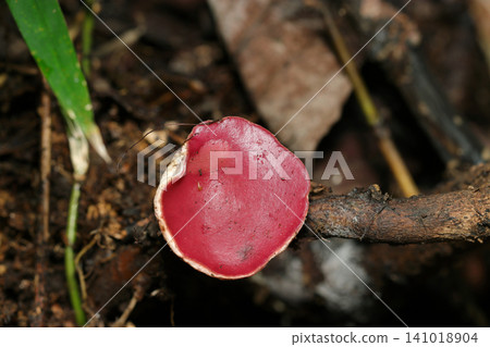 Red and white *Clavaria* species (Japanese native fungi, mushroom ecology macro photography) Red and white *Clavaria* species (Japanese native fungi, mushroom ecology macro photography) 141018904