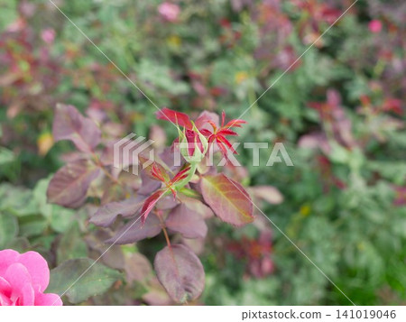 玫瑰花花苞 玫瑰花花苞 141019046