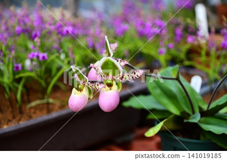 Paphiopedilum (Limyanaum) Paphiopedilum (Limyanaum) 141019185