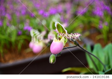 Paphiopedilum (Limyanaum) Paphiopedilum (Limyanaum) 141019186