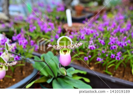 Paphiopedilum (Limyanaum) Paphiopedilum (Limyanaum) 141019189