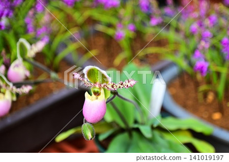 Paphiopedilum (Limyanaum) Paphiopedilum (Limyanaum) 141019197