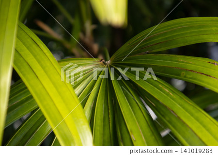 Tropical palm leaf closeup green leaf texture natural plant background botanical abstract glossy foliage fan leaf fresh greenery tropical foliage macro detail soft light Tropical palm leaf closeup green leaf texture natural plant background botanical abstract glossy foliage fan leaf fresh greenery tropical foliage macro detail soft light 141019283