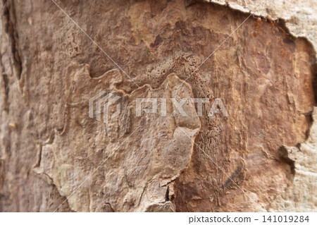 Bark texture close up with rough brown wood surface and natural pattern for background design Bark texture close up with rough brown wood surface and natural pattern for background design 141019284
