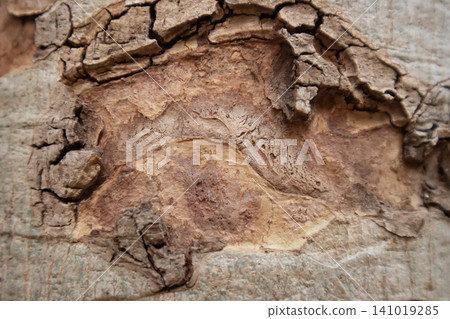 Bark texture tree bark cracked bark rough texture peeling bark wood texture brown texture natural pattern close up abstract background Bark texture tree bark cracked bark rough texture peeling bark wood texture brown texture natural pattern close up abstract background 141019285