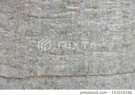 Wood texture gray wood rough surface natural grain weathered plank close up abstract background rustic wood aged timber pale color Wood texture gray wood rough surface natural grain weathered plank close up abstract background rustic wood aged timber pale color 141019286
