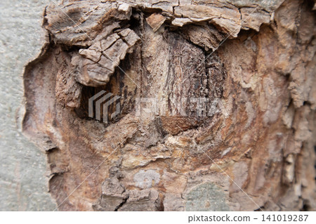 Tree bark texture closeup weathered wood surface rough cracked natural pattern Tree bark texture closeup weathered wood surface rough cracked natural pattern 141019287