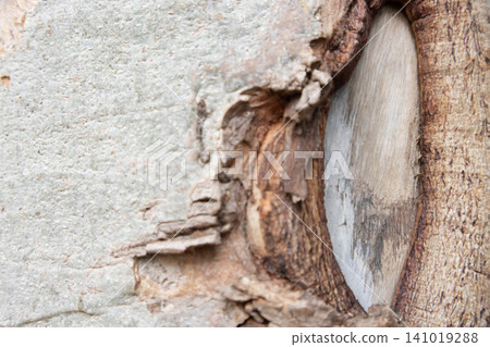 Tree bark wood texture surface crack peeling rough natural closeup abstract Tree bark wood texture surface crack peeling rough natural closeup abstract 141019288