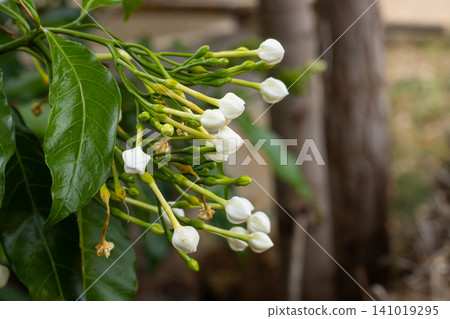 White flower buds green leaf tropical plant close up botanical detail natural growth garden flora soft background fresh foliage delicate bloom 141019295