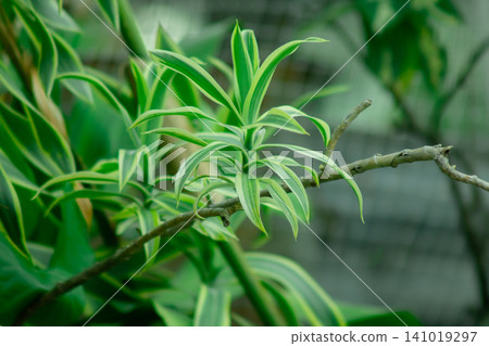 Variegated green leaf branch closeup with soft blurred background and fresh natural growth Variegated green leaf branch closeup with soft blurred background and fresh natural growth 141019297
