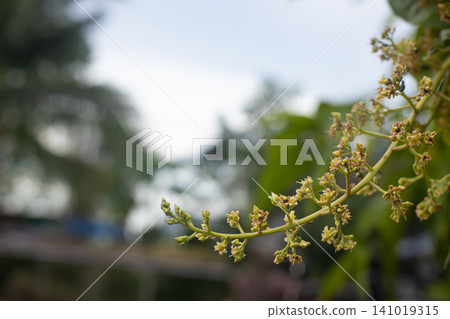Flowering branch blurred garden tropical plant green leaf outdoor nature soft focus close up natural background spring bloom fresh growth Flowering branch blurred garden tropical plant green leaf outdoor nature soft focus close up natural background spring bloom fresh growth 141019315