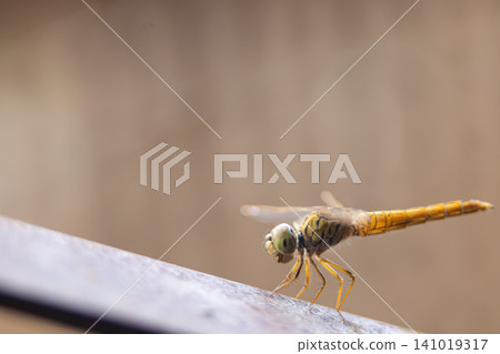 Dragonfly insect macro closeup wing compound eye perch orange yellow blur Dragonfly insect macro closeup wing compound eye perch orange yellow blur 141019317