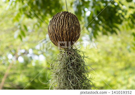 Dried seed pod with hanging moss on blurred green tree background Dried seed pod with hanging moss on blurred green tree background 141019352