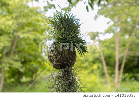 Air plant green plant hanging plant tropical plant garden plant exotic plant flowering plant botanical detail close up natural texture Air plant green plant hanging plant tropical plant garden plant exotic plant flowering plant botanical detail close up natural texture 141019353