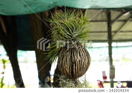 Air plant hanging plant tropical plant green foliage striped bulb potted plant indoor plant botanical decor garden nursery natural texture Air plant hanging plant tropical plant green foliage striped bulb potted plant indoor plant botanical decor garden nursery natural texture 141019354