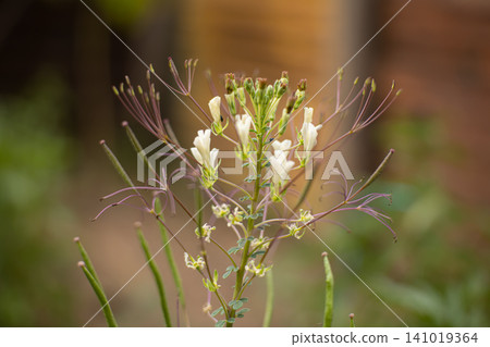 Flower plant white flower green stem macro close up garden wildflower delicate bloom natural background blurred background blossom botanical flora stem leaf petal pollen bud spring summer outdoor Flower plant white flower green stem macro close up garden wildflower delicate bloom natural background blurred background blossom botanical flora stem leaf petal pollen bud spring summer outdoor 141019364