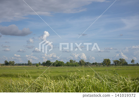 Green field grassy meadow wide landscape blue sky cloud sky rural scenery natural horizon distant tree summer pasture open plain Green field grassy meadow wide landscape blue sky cloud sky rural scenery natural horizon distant tree summer pasture open plain 141019372