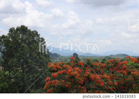 Landscape tree flower sky cloud mountain valley forest nature red Landscape tree flower sky cloud mountain valley forest nature red 141019383