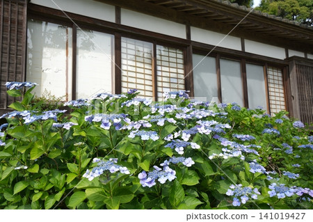 Hydrangea flower Hydrangea flower 141019427