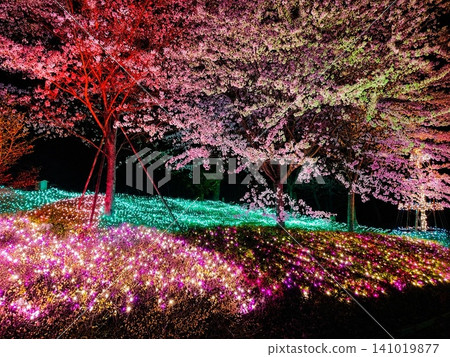 A fantastical light-up that illuminates the cherry blossoms. 141019877